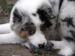 Albin3