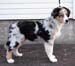 Rico at 4 months4