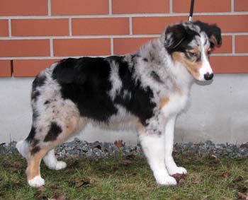 Rico at 5 months2