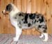 Albin at 5 months2