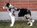 Rico at 5 months