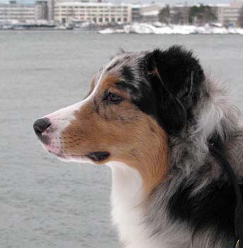 Rico at 7 months10