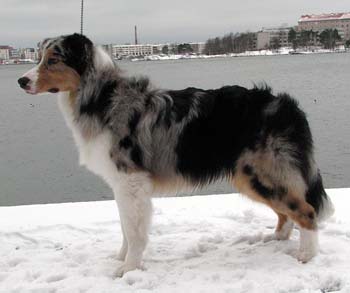 Rico at 7 months2