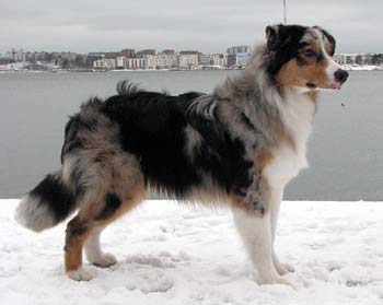 Rico at 7 months3