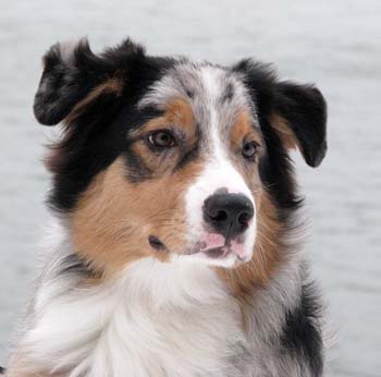 Rico at 7 months4