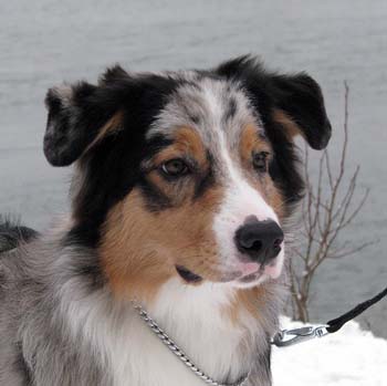 Rico at 7 months7