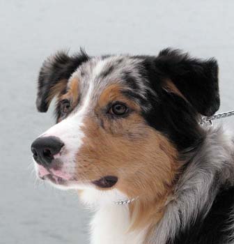 Rico at 7 months8