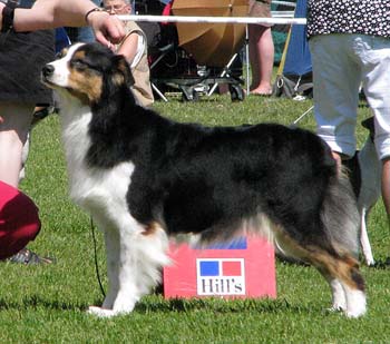 champion bitches EXC1 3rd best bitch res.CACIB Shannon des Chemins Cathares1