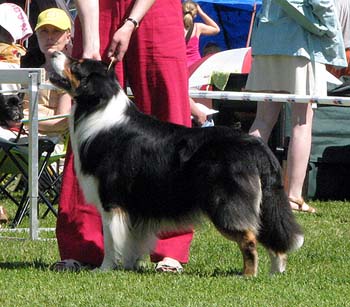 champion males EXC1 3rd best male Drover's Bath'n Brushed
