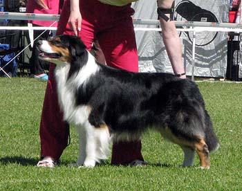 champion males EXC1 3rd best male Drover's Bath'n Brushed1