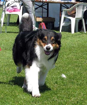 champion males EXC1 3rd best male Drover's Bath'n Brushed4
