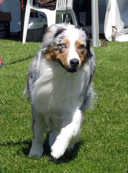 champion males G Gun Lake Blue Lagoon