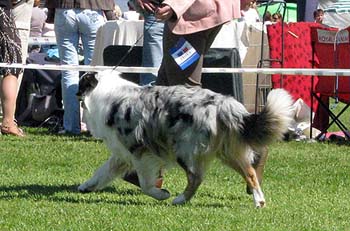 champion males G Gun Lake Blue Lagoon3