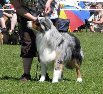 intermediate males EXC1 CAC best male CACIB BOS ESTW-08 Drove's Counting Sheep