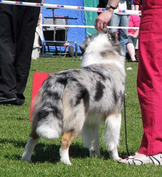 junior males G Drover's Evrybodys Talkn1