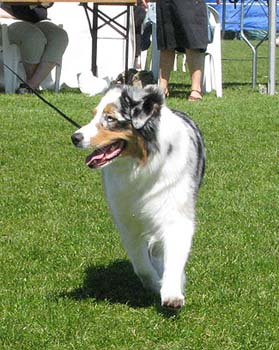 open class bitches EXC1 4th best bitch Hazelmoor Merry Mood2