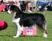 champion bitches EXC1 3rd best bitch res.CACIB Shannon des Chemins Cathares