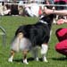 champion bitches EXC1 3rd best bitch res.CACIB Shannon des Chemins Cathares2