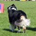 champion bitches EXC1 3rd best bitch res.CACIB Shannon des Chemins Cathares3