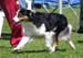 champion bitches EXC1 3rd best bitch res.CACIB Shannon des Chemins Cathares4