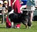champion males EXC1 3rd best male Drover's Bath'n Brushed