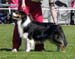 champion males EXC1 3rd best male Drover's Bath'n Brushed1