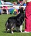 champion males EXC1 3rd best male Drover's Bath'n Brushed2
