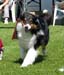 champion males EXC1 3rd best male Drover's Bath'n Brushed3