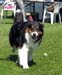 champion males EXC1 3rd best male Drover's Bath'n Brushed4