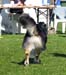 champion males EXC1 3rd best male Drover's Bath'n Brushed5