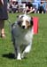 champion males G Gun Lake Blue Lagoon1