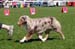intermediate bitches EXC1 CAC 2nd best bitch CACIB Keepsake Sangria