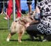 intermediate bitches EXC1 CAC 2nd best bitch CACIB Keepsake Sangria1