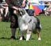 intermediate males EXC1 CAC best male CACIB BOS ESTW-08 Drove's Counting Sheep