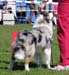 junior males G Drover's Evrybodys Talkn