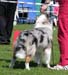 junior males G Drover's Evrybodys Talkn1