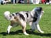 junior males G Drover's Evrybodys Talkn2