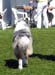 junior males G Drover's Evrybodys Talkn3