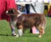 males open class EXC1 rec.CACIB 2nd best male Watermark American Dream