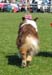 males open class EXC1 rec.CACIB 2nd best male Watermark American Dream1