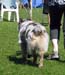 males open class EXC2 4th best male Painted Magic Cinnebar1