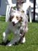 puppy bitches BOB-puppy Trulyawesome Raven Wind1