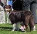 puppy males 1 Zestforlife Shake It