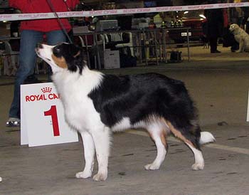 Bitches 1st 7-9months, BOB-puppy Drover's Forevermore1