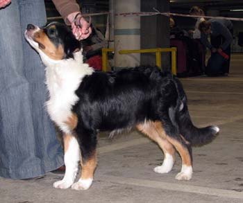 Males 2nd 5-7months Wolffhouse-Caratia Ice Age