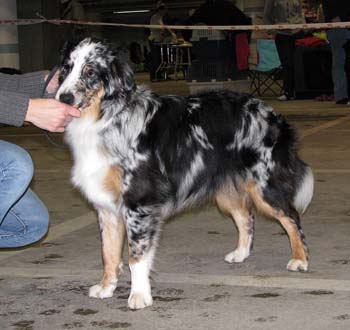 Males 2nd 7-9months Dancing Skies Blue Ridge Dan