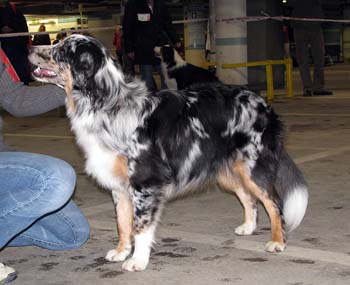 Males 2nd 7-9months Dancing Skies Blue Ridge Dan1