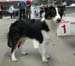 Bitches 1st 7-9months, BOB-puppy Drover's Forevermore