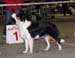 Bitches 1st 7-9months, BOB-puppy Drover's Forevermore1