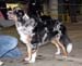 Males 2nd 7-9months Dancing Skies Blue Ridge Dan1